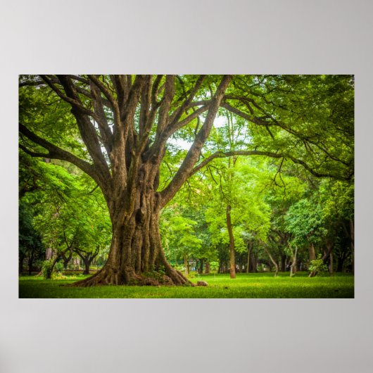 Grosser Baum im Park Poster (Vorne)