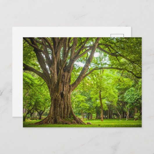 Grosser Baum im Park Postkarte (Vorne/Hinten)