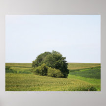 Großer Baum in einem Feld mit ländlichem Hintergru
