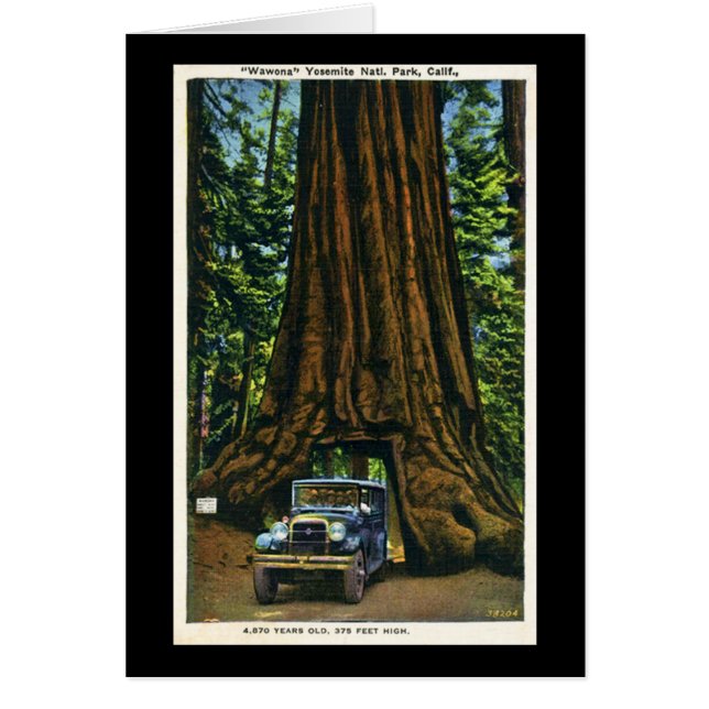 Großer Baum Wawona, Mariposa Waldung, CA (Vorne)