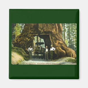 Großer Baum Wawona, Mariposa Waldung, CA Vintag Magnet