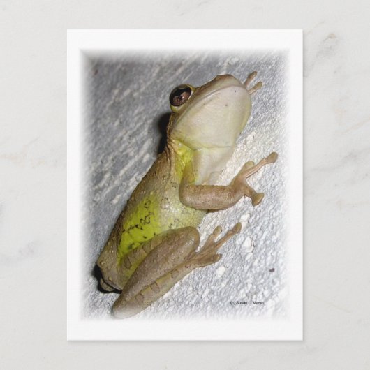 Grosser Baumfrosch, der an Stuckmauer-Foto klammer Postkarte (Vorderseite)