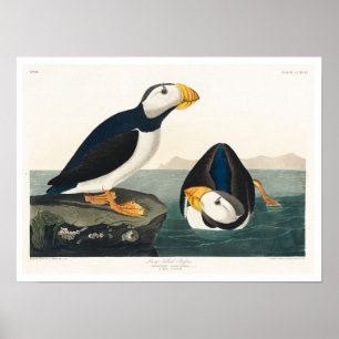 Großer, billiger Puffin von Audubon Poster