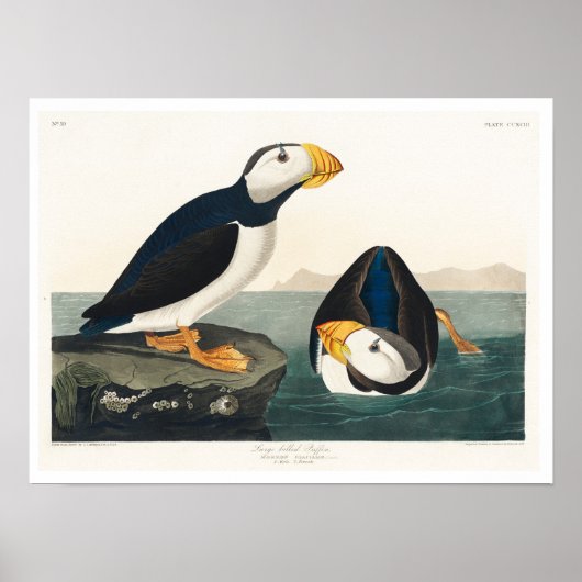 Großer, billiger Puffin von Audubon Poster (Vorne)