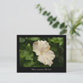 Grosser, blasser Hibiskus Postkarte (Stehend Vorderseite)
