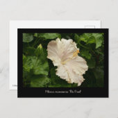 Grosser, blasser Hibiskus Postkarte (Vorne/Hinten)