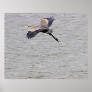 Großer Blau Reiher fliegt Poster