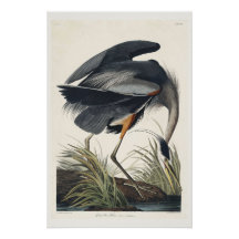 Großer blauer Reiher