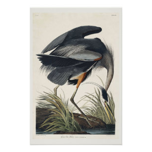 Großer blauer Reiher Poster