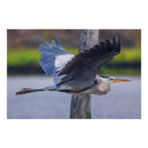Großer Blaureiher Flug Wildtier Vogel Fotografie