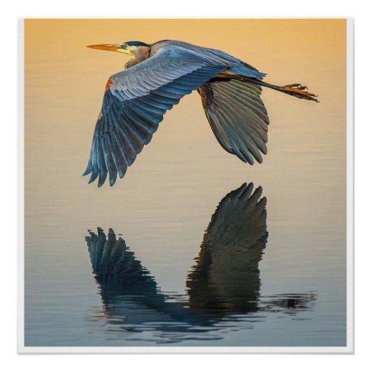 Großer Blaureiher im Flug Poster | Still Wasser (Vorderseite)