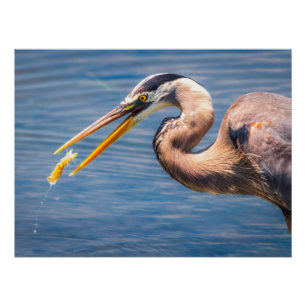 Großer Blaureiher jagt Beute Wildlife-Kunstprint Poster