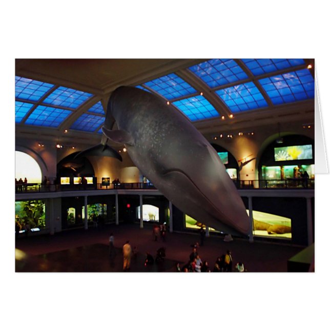 Großer Blauwal (Vorderseite (Horizontal))