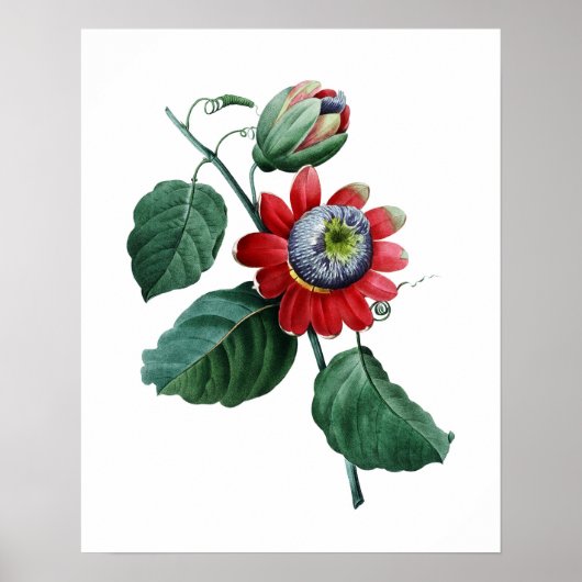 Großer botanischer Ausdruck von PASSIFLORA von Red Poster (Vorne)