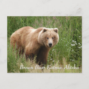 Grosser Brown Bear Katmai Alaska Postkarte