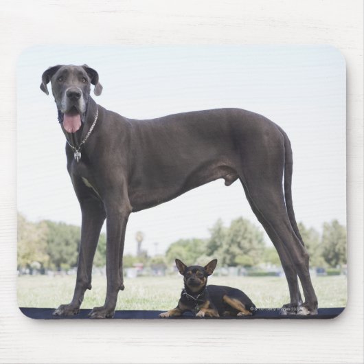 Großer Dan und kleiner Mischhund Mousepad (Vorne)