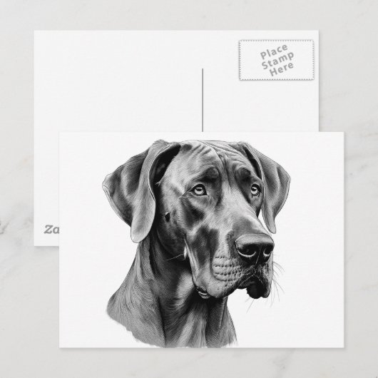 Großer Dane Head zeichnend Postkarte (Vorne/Hinten)