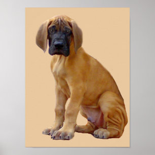 Großer Dane King of Hogs Print Poster