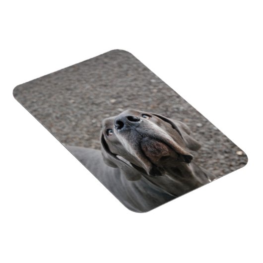 Großer Däne-Magnet Magnet (Rechte Seite)