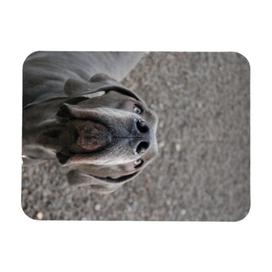 Großer Däne-Magnet Magnet (Horizontal)