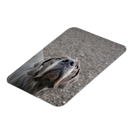 Großer Däne-Magnet Magnet (Linke Seite)