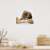 Großer Dane Welpe mit Knochen im Studio Poster (Küche)