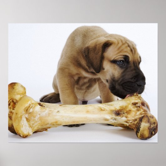 Großer Dane Welpe mit Knochen im Studio Poster (Vorne)