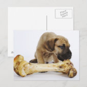 Großer Dane Welpe mit Knochen im Studio Postkarte (Vorne/Hinten)