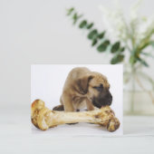 Großer Dane Welpe mit Knochen im Studio Postkarte (Stehend Vorderseite)