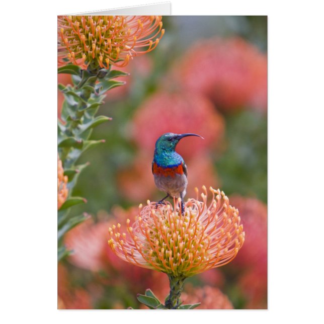 Grosser, doppelt gefärbter Sunbird (Vorne)