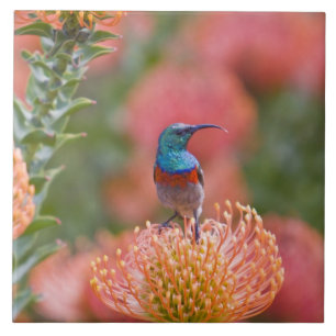 Grosser, doppelt gefärbter Sunbird Fliese