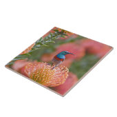 Grosser, doppelt gefärbter Sunbird Fliese (Seite)