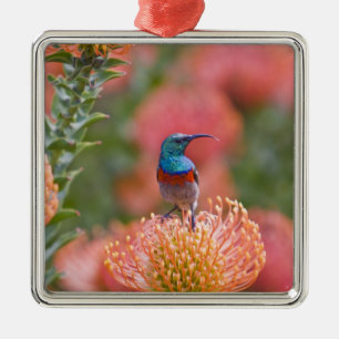 Grosser, doppelt gefärbter Sunbird Ornament Aus Metall