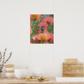 Grosser, doppelt gefärbter Sunbird Poster (Küche)