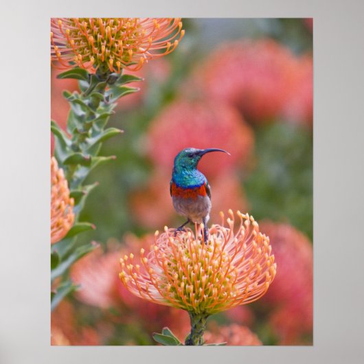 Grosser, doppelt gefärbter Sunbird Poster (Vorne)