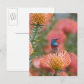 Grosser, doppelt gefärbter Sunbird Postkarte (Vorne/Hinten)