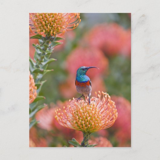 Grosser, doppelt gefärbter Sunbird Postkarte (Vorderseite)