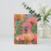 Grosser, doppelt gefärbter Sunbird Postkarte (Stehend Vorderseite)