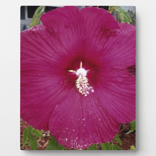 großer dunkelroter Hibiskus Fotoplatte (Vorderseite)