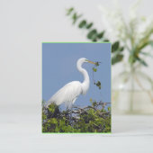 Großer Egret, Florida Postkarte (Stehend Vorderseite)
