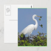 Großer Egret, Florida Postkarte (Vorne/Hinten)