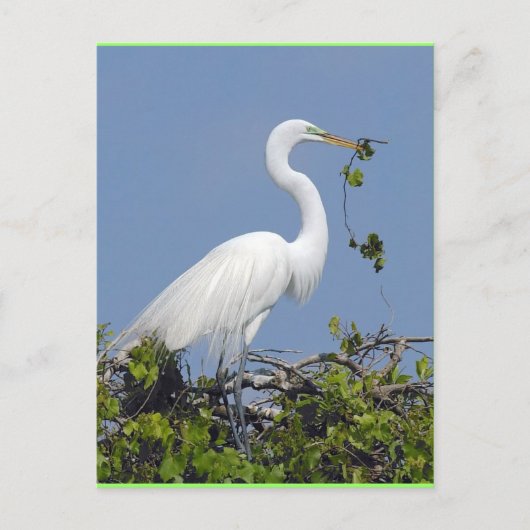 Großer Egret, Florida Postkarte (Vorderseite)