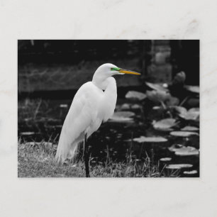 Großer Eisvogel Postkarte