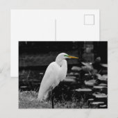Großer Eisvogel Postkarte (Vorne/Hinten)
