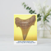 Grosser fossiler Hai-Zahn Postkarte (Stehend Vorderseite)