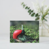 Großer Frigatebird, Männerkultur mit großem Gular Postkarte (Stehend Vorderseite)