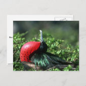 Großer Frigatebird, Männerkultur mit großem Gular Postkarte (Vorne/Hinten)