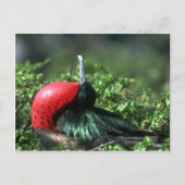 Großer Frigatebird, Männerkultur mit großem Gular Postkarte (Vorderseite)