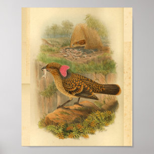 Großer Frillenhühnervogel Brauner Vintage-Druck Poster