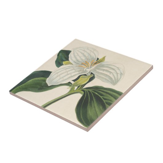 Großer geblühter Trillium Fliese (Seite)